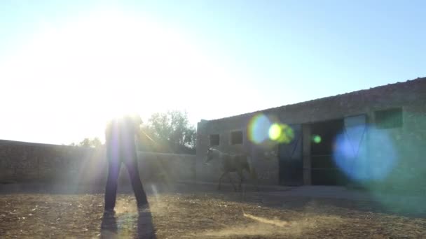 Beau Cheval Brun Arabo Berbère Trotte Joyeusement Ralenti Soleil Soir — Video