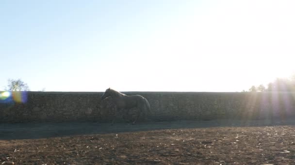 Beau Cheval Brun Arabo Berbère Trotte Joyeusement Ralenti Soleil Soir — Video