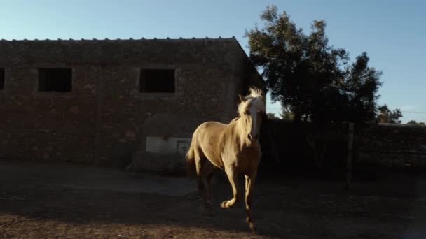 Beau Cheval Brun Arabo Berbère Trotte Joyeusement Ralenti Soleil Soir — Video