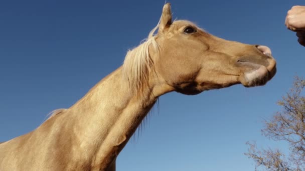 Schönes Braunes Pferd Frisst Apfel Nahaufnahme Einer Hand Die Einem — Stockvideo