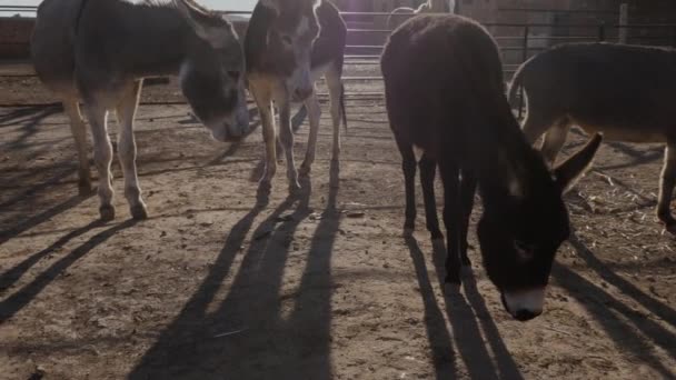 Oslové Jedí Koláč Písčité Země Útočiště Zvířat Essaouiře Marrákeš Maroko — Stock video