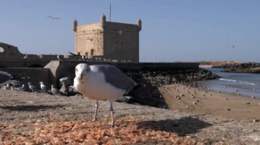Bir martı, Fas, Essaouira Limanı 'ndaki Scala' ya karşı karides kabuğu yer. Fas 'ın turistik seyahat beldesi.