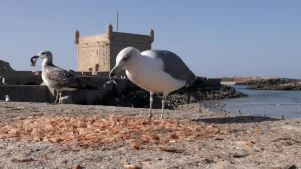 Seagull Eats Shrimps Peel Scala Port Harbor Essaouira Morocco Touristic — Stock videók