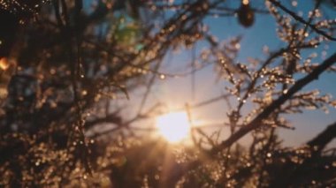 Bulanık dallar ve çiğ damlaları güneşin doğuşuna karşı güzel bokeh ve ışıltıyla donuyor. Ormandaki büyülü sabah atmosferi için arka plan konsepti. 4k 