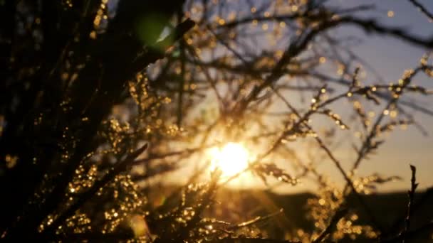 Rozmyte Gałązki Kroplami Rosy Mrozu Przed Wschodem Słońca Pięknym Bokeh — Wideo stockowe