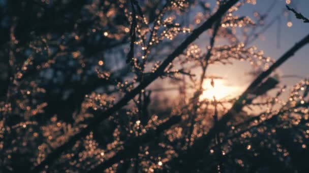 Blurry Twigs Dew Drops Frost Sunrise Beautiful Bokeh Glow Background — Stock Video
