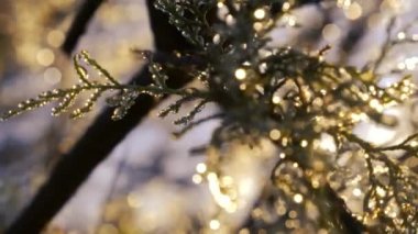 Sabah ayazından düşen çiğ damlaları, arka ışıklandırması, güzel sarı bokeh ve ışıltıyla. Ormanda rüya gibi bir sabah ortamı için peri masalı konsepti. 4k 