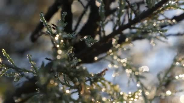 Twigs Dew Drops Morning Frost Backlit Beautiful Bokeh Glow Background — Stock Video