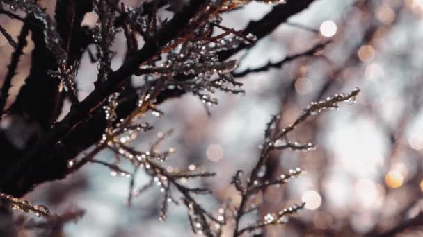 Twigs Met Dauwdruppels Van Ochtendvorst Achtergrondverlichting Met Mooie Bokeh Gloed — Stockvideo