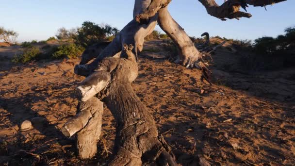 Αφηρημένος Κορμός Νεκρού Δέντρου Και Κλαδιά Ξηρό Αμμώδες Έδαφος Έννοια — Αρχείο Βίντεο