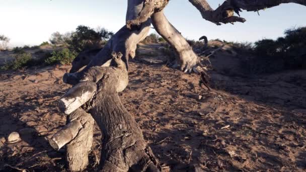 Batang Pohon Mati Abstrak Dan Cabang Tanah Berpasir Kering Konsep — Stok Video