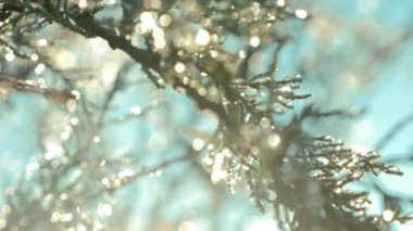 Bulanık dallar ve çiğ damlaları güneşin doğuşuna karşı güzel bokeh ve ışıltıyla donuyor. Ormandaki büyülü sabah atmosferi için arka plan kavramı.