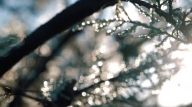 Bulanık dallar ve çiğ damlaları güneşin doğuşuna karşı güzel bokeh ve ışıltıyla donuyor. Ormandaki büyülü sabah atmosferi için arka plan konsepti. 4k