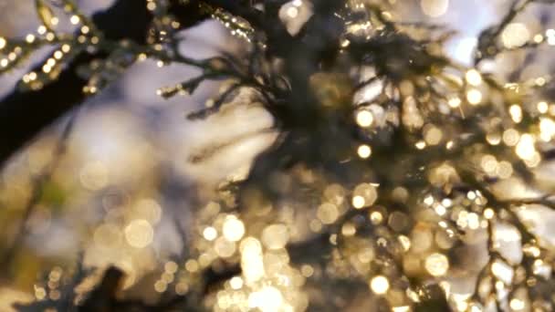 Twigs Met Dauwdruppels Van Ochtendvorst Achtergrondverlichting Met Prachtige Magische Gouden — Stockvideo