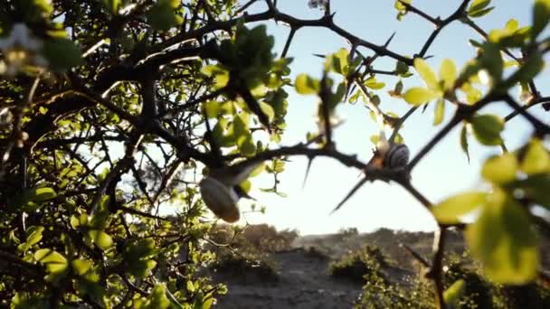 赤い果実のミステリー Vis兼Cruciatum 日の出に対するブッシュ バックライト 自然を背景にした映像 — ストック動画