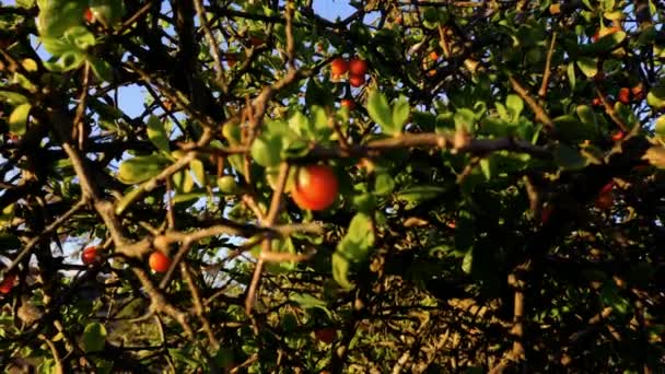 赤い果実のミステリー ヴィスクム クリタウム 青い空に対して赤い果実を持つブッシュ 自然を背景にした映像 — ストック動画