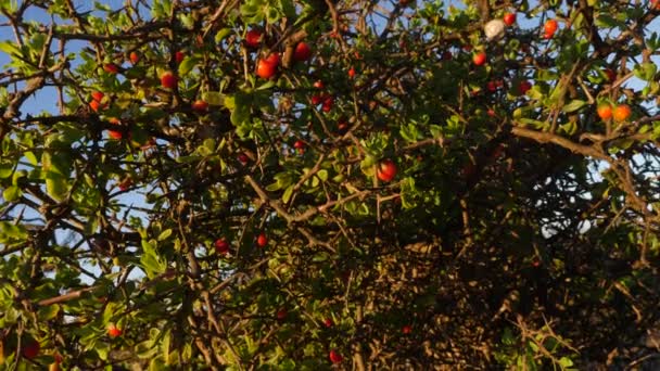 Red Berry Mistletoe Viscum Cruciatum Plant Bush Red Berries Blue — Video Stock