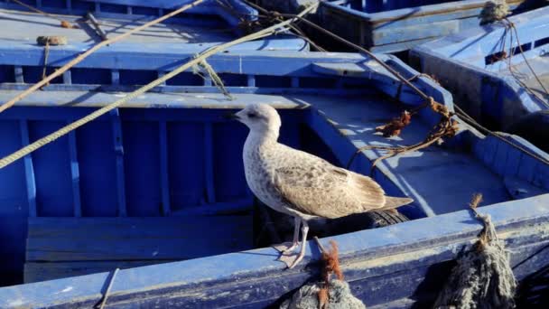 Jonge Meeuw Een Oude Houten Blauwe Vissersboot Haven Van Essaouira — Stockvideo