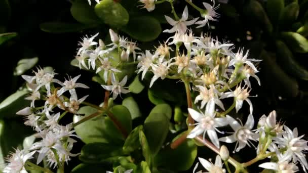 Zbliżenie Kwitnącej Jadeitowej Rośliny Delikatnymi Białymi Jadeitowymi Kwiatami Jest Również — Wideo stockowe