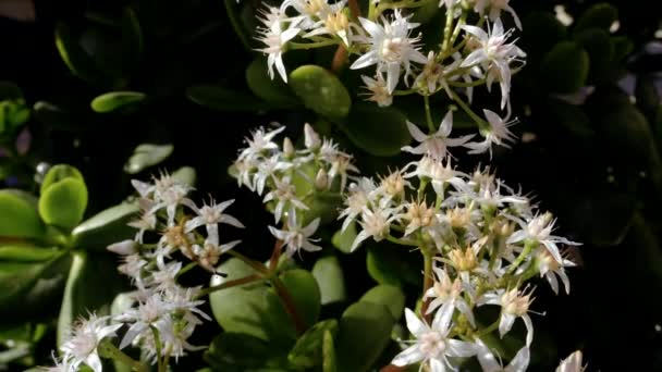 Primer Plano Una Planta Jade Con Flores Jade Blanco Delicado — Vídeos de Stock
