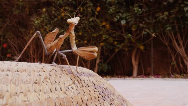 バスケットの上にマンティス 祈りのマンティスとも呼ばれます 昆虫のクローズアップ 動物の背景 — ストック動画