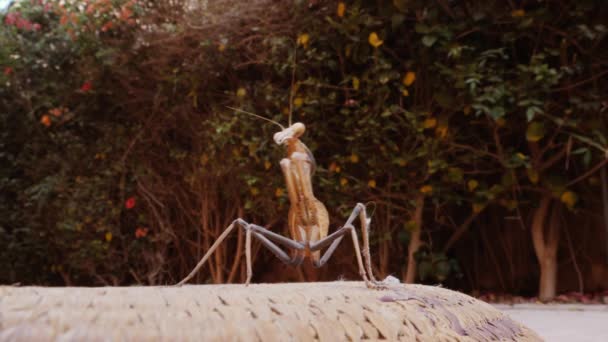 バスケットの上にマンティス 祈りのマンティスとも呼ばれます 昆虫のクローズアップ 動物の背景 — ストック動画