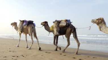 Kumsalda çanta taşıyan bir deve (dromedary) kervanı. Ulaşım, Essaouira, Fas 'ta çalışan hayvanlar. 4k