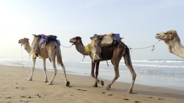 Pláži Kráčí Velbloudí Dromedár Karavana Taškami Doprava Pracovní Zvířata Essaouiře — Stock video