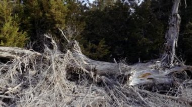 Soyut kuru Thuja ağacı, Fas 'ın yerlisi. Geleneksel ahşap oymacılığı eserleri, mobilyalar ve Fas iç tasarımı için kullanılır. Doğal afetler, iklim değişikliği ve küresel ısınma kavramı. 4k