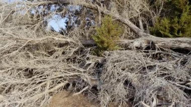 Soyut kuru Thuja ağacı, Fas 'ın yerlisi. Geleneksel ahşap oymacılığı eserleri, mobilyalar ve Fas iç tasarımı için kullanılır. Doğal afetler, iklim değişikliği ve küresel ısınma kavramı. 4k