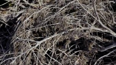Soyut kuru Thuja ağacı, Fas 'ın yerlisi. Geleneksel ahşap oymacılığı eserleri, mobilyalar ve Fas iç tasarımı için kullanılır. Doğal afetler, iklim değişikliği ve küresel ısınma kavramı. 4k