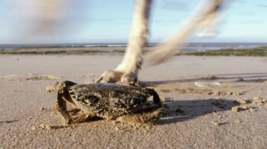 Essaouira, Fas plajında yaklaşan köpeklere tepki veren canlı bir pisliğe yakın çekim. Hayvan arka planı, alçak açı, 4k.