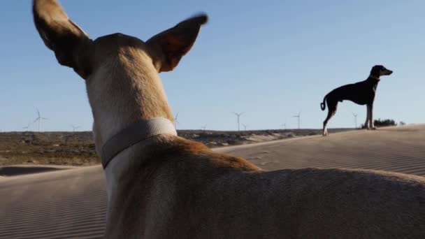 Nordafrikanska Greyhounds Sighounds Sloughi Sanddyn Med Vindkraft Väderkvarn Blåsig Dag — Stockvideo