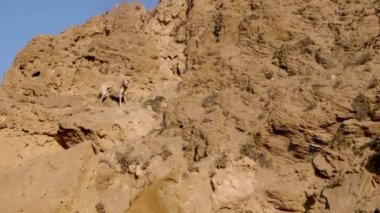 Kayalık bir tepede kahverengi bir Sloughi tazı köpeği (Kuzey Afrika tazısı). Hayvan arkaplan görüntüleri. 4k