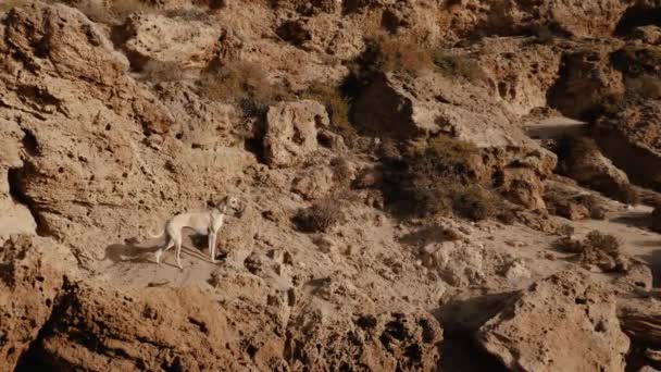 岩場の崖の上に 茶色のスロウイ グレイハウンド犬 北アフリカのグレイハウンド がいます 動物の背景映像 — ストック動画