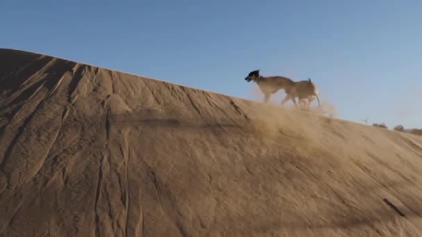 Siyah Kahverengi Bir Sloughi Köpeği Kuzey Afrika Tazısı Essaouira Fas — Stok video