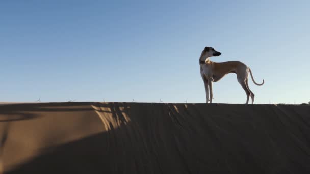 砂丘の上にある雌の茶色のスロウイ グレイハウンド犬 北アフリカのグレイハウンド の美しい側面図 — ストック動画