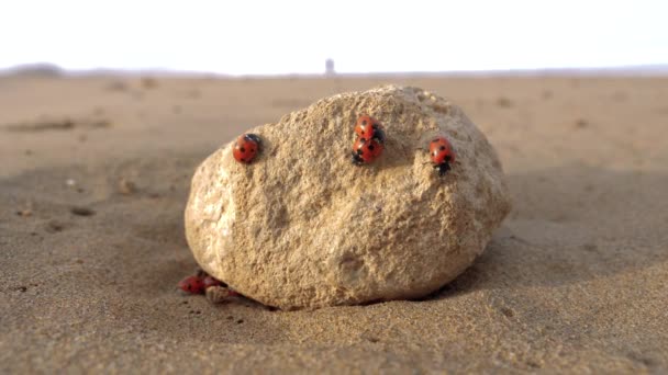 Vrouwelijke Insecten Lieveheersbeestjes Een Rots Het Strand Dierenachtergrond Gelukssymbool — Stockvideo