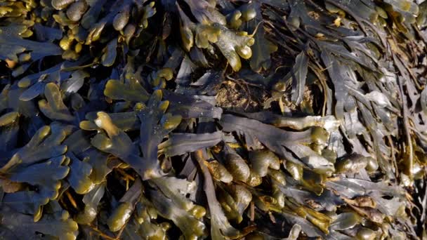 Sjögräs Alger Kelp Havsgrönsaker Klippa Vid Stranden Essaouira Marocko Natur — Stockvideo