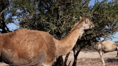 Deve (dromedary) Argan ormanındaki Argan ağacından yapraklar yer. Argan ağaçları, fındıklarının çekirdeklerinden üretilen ünlü Argan yağı için yetiştirilir. 4k görüntü.