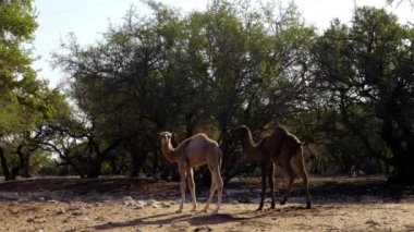 Bir Argan ağaç ormanında iki yavru deve (dromedary). Yavru hayvan görüntüleri. Fas kabile çiftlik hayvanları. 4k