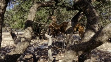 Deve (dromedary) Argan ormanındaki Argan ağacından yapraklar yer. Argan ağaçları, fındıklarının çekirdeklerinden üretilen ünlü Argan yağı için yetiştirilir. 4k görüntü.