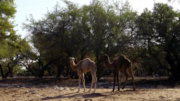 アーガンの木の森の中に2頭の赤ちゃんラクダ 赤ちゃんの動物の映像 モロッコの部族農場の動物 — ストック動画
