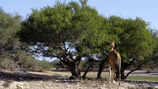 Camelo Dromedário Come Folhas Árvore Argan Uma Floresta Argan Árvores — Vídeo de Stock
