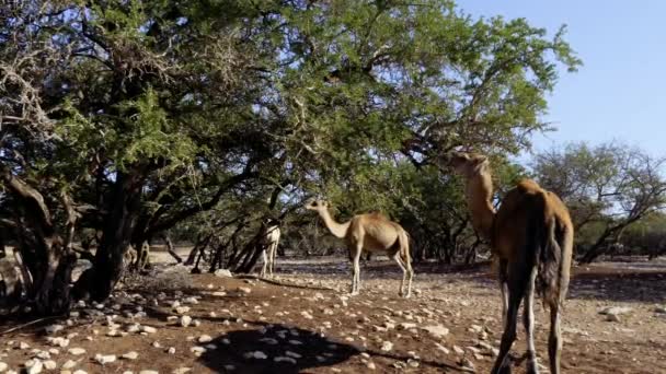Camelo Dromedário Come Folhas Árvore Argan Uma Floresta Argan Árvores — Vídeo de Stock