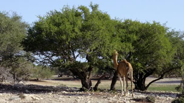 Καμήλα Τρώει Φύλλα Από Δέντρο Argan Ένα Δάσος Argan Δέντρα — Αρχείο Βίντεο