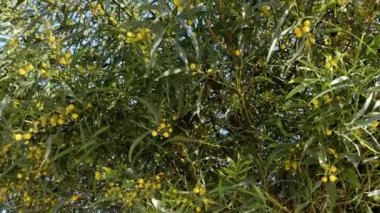 Sarı çiçekli güzel Mimosa ağacı çalısı baharda çiçek açar. Doğanın arka planı mutlu ilkbahar. 4k