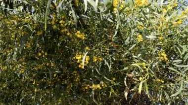 Sarı çiçekli güzel Mimosa ağacı çalısı baharda çiçek açar. Doğanın arka planı mutlu ilkbahar. 4k