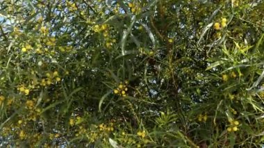 Sarı çiçekli güzel Mimosa ağacı çalısı baharda çiçek açar. Doğanın arka planı mutlu ilkbahar. 4k