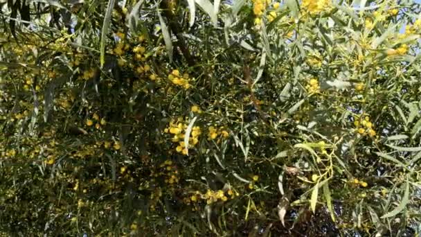 Hermoso Arbusto Árbol Mimosa Con Flores Amarillas Florece Primavera Fondo — Vídeo de stock